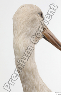 Black stork head neck 0004.jpg